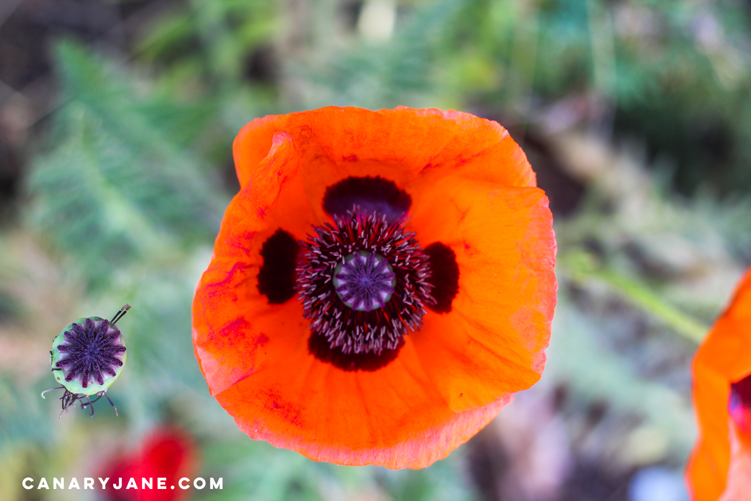 poppy field at lambert park