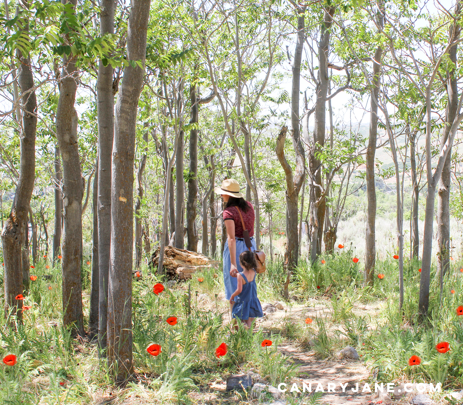 poppy field at lambert park