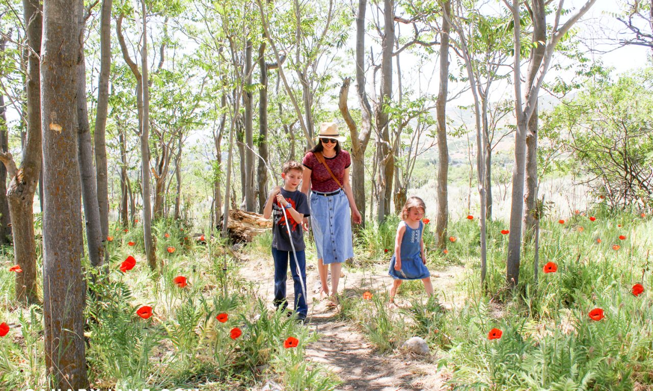 poppy field at lambert park