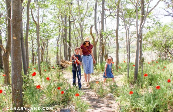 poppy field at lambert park