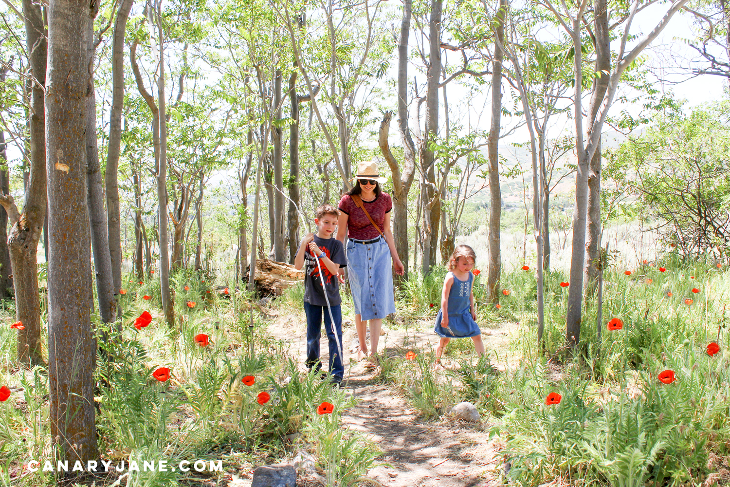 poppy field at lambert park