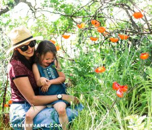 poppy field at lambert park