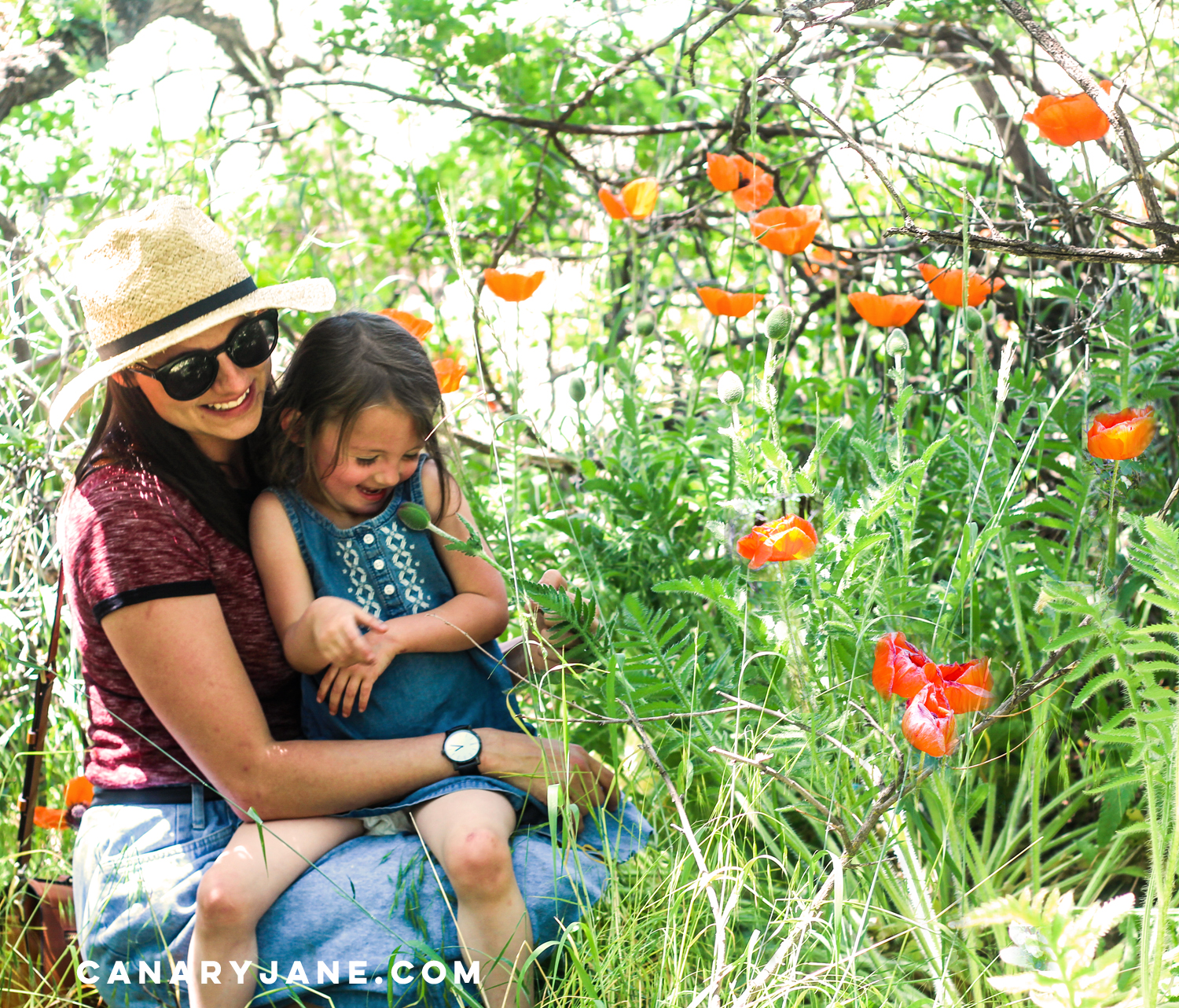 poppy field at lambert park