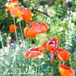poppy field at lambert park