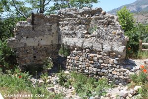 poppy field at lambert park