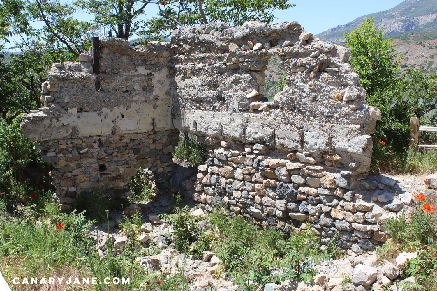 poppy field at lambert park