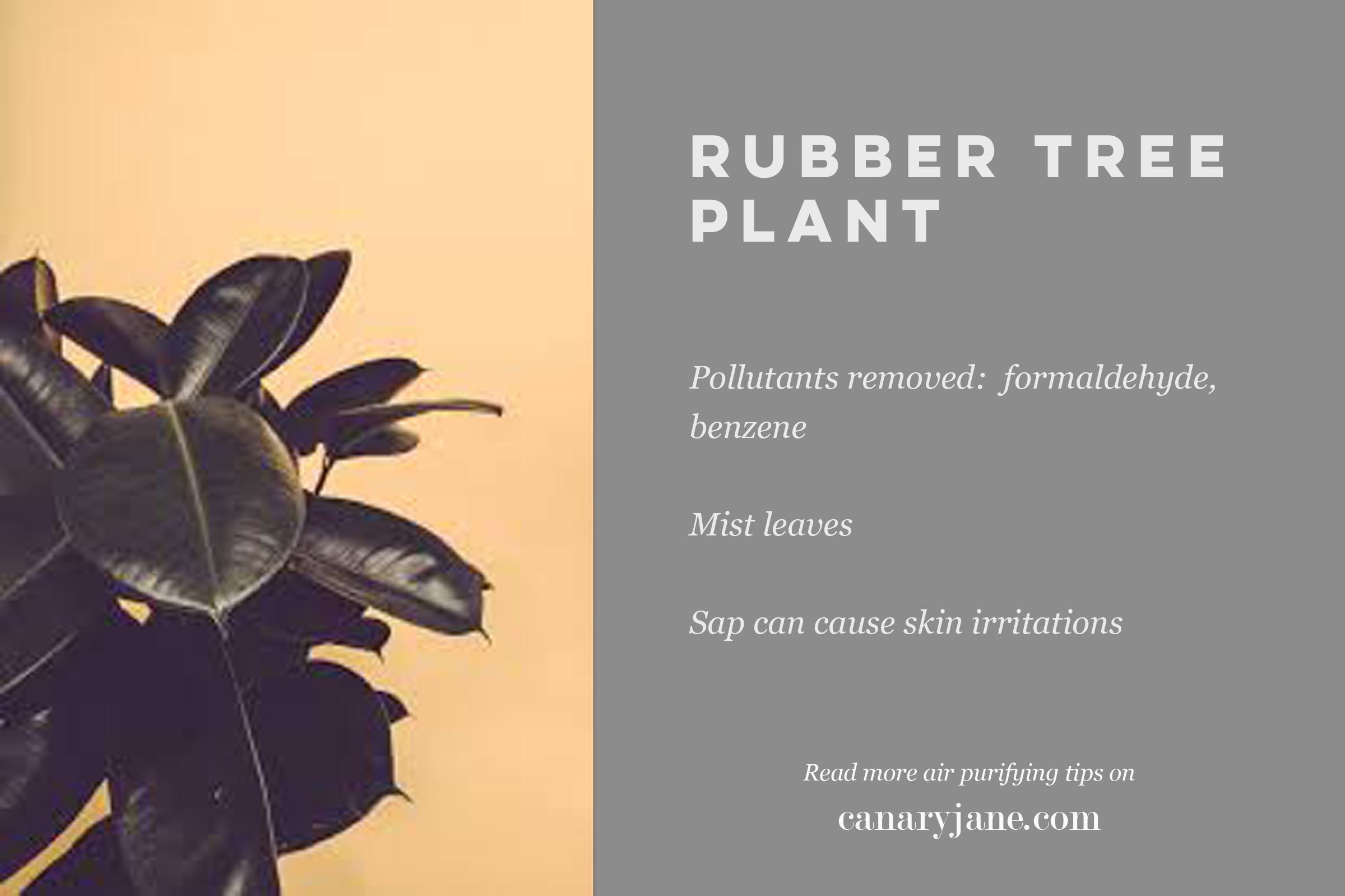 air purifying plants and other natural ways to purify the air 