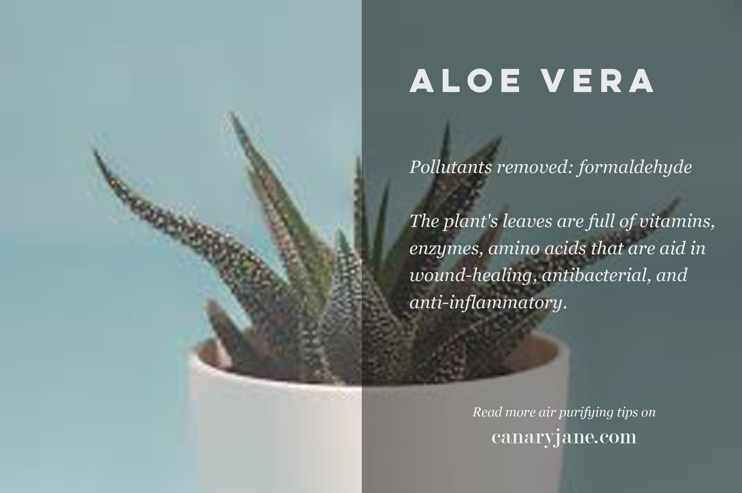 air purifying plants and other natural ways to purify the air 