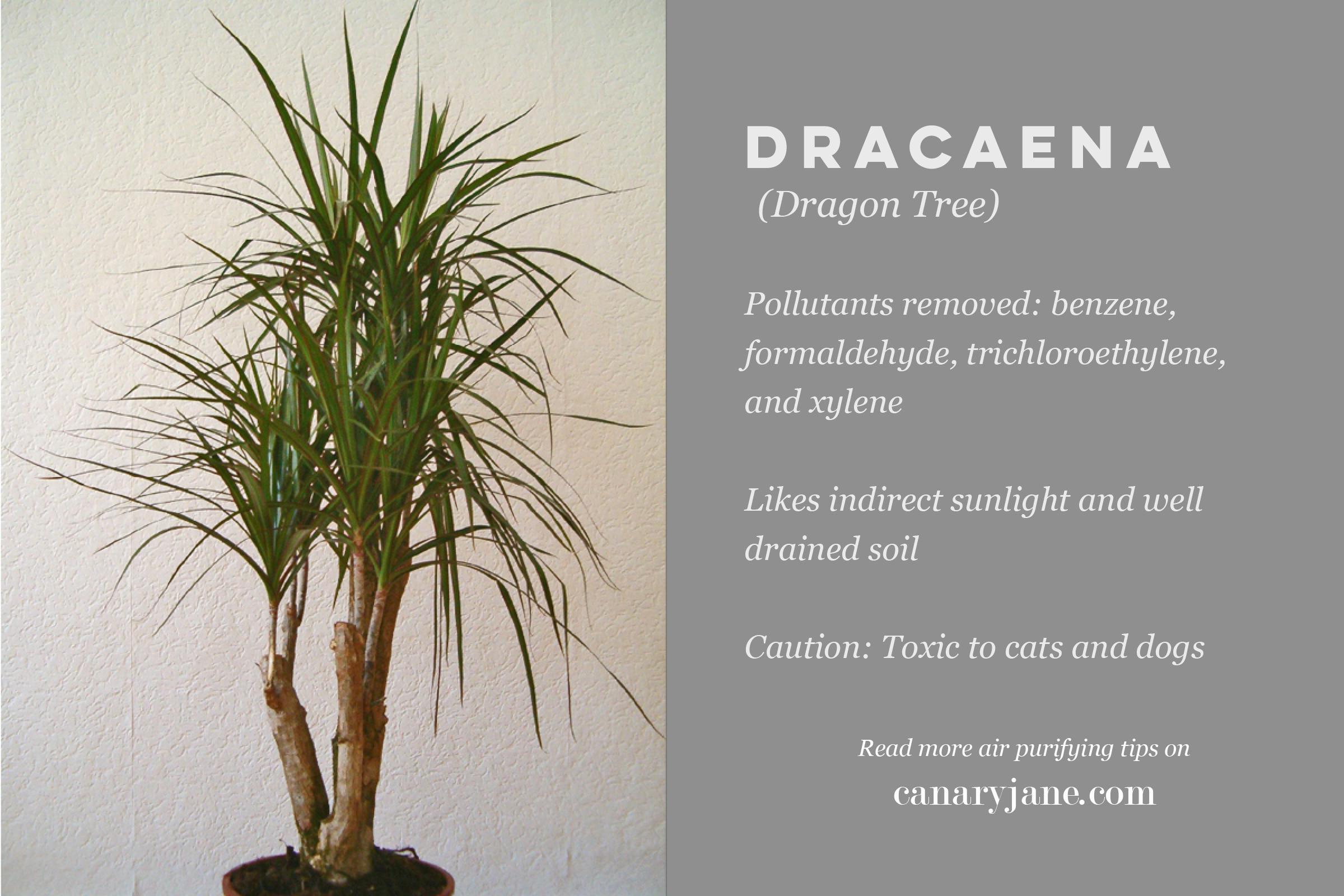 air purifying plants and other natural ways to purify the air 