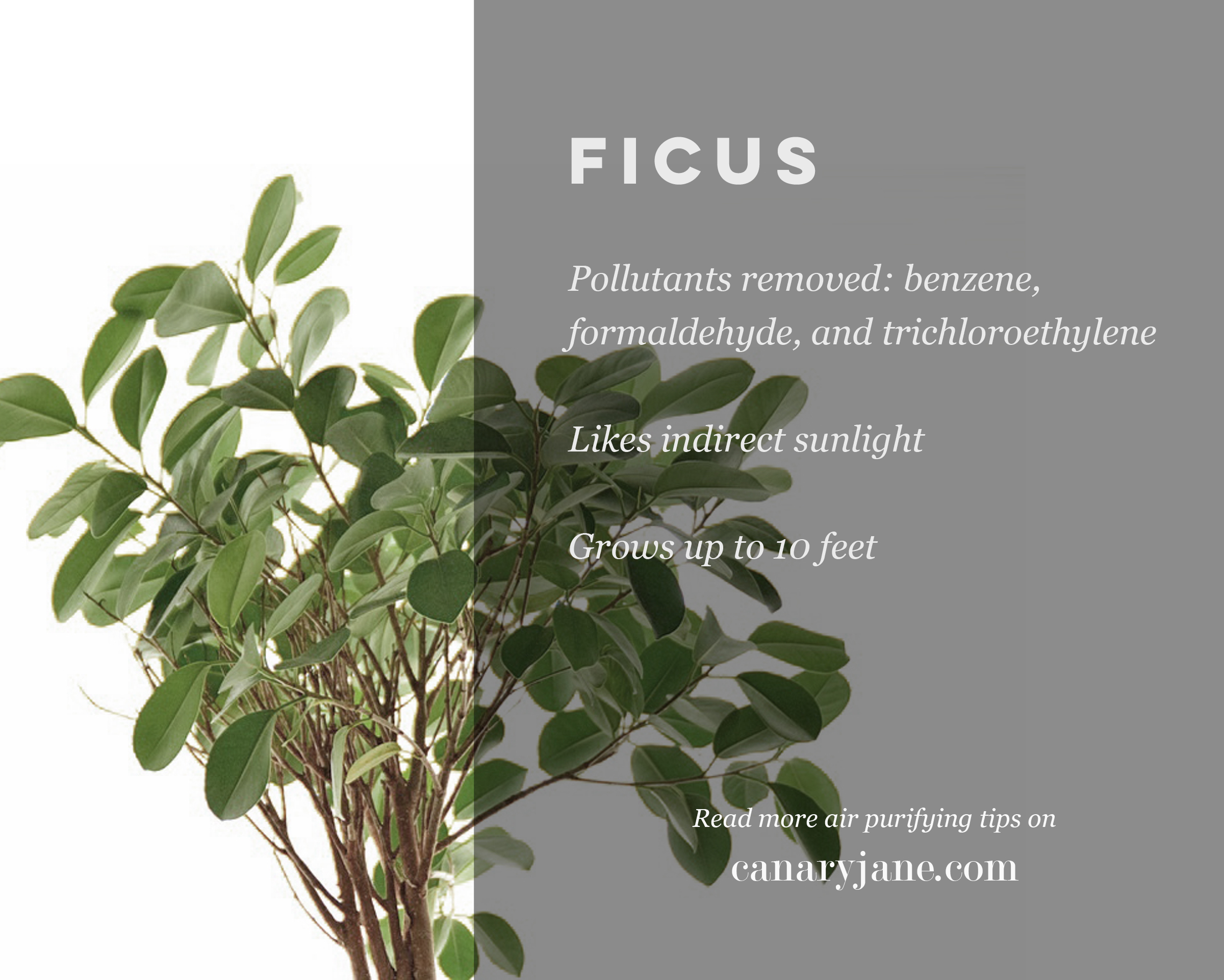 air purifying plants and other natural ways to purify the air 