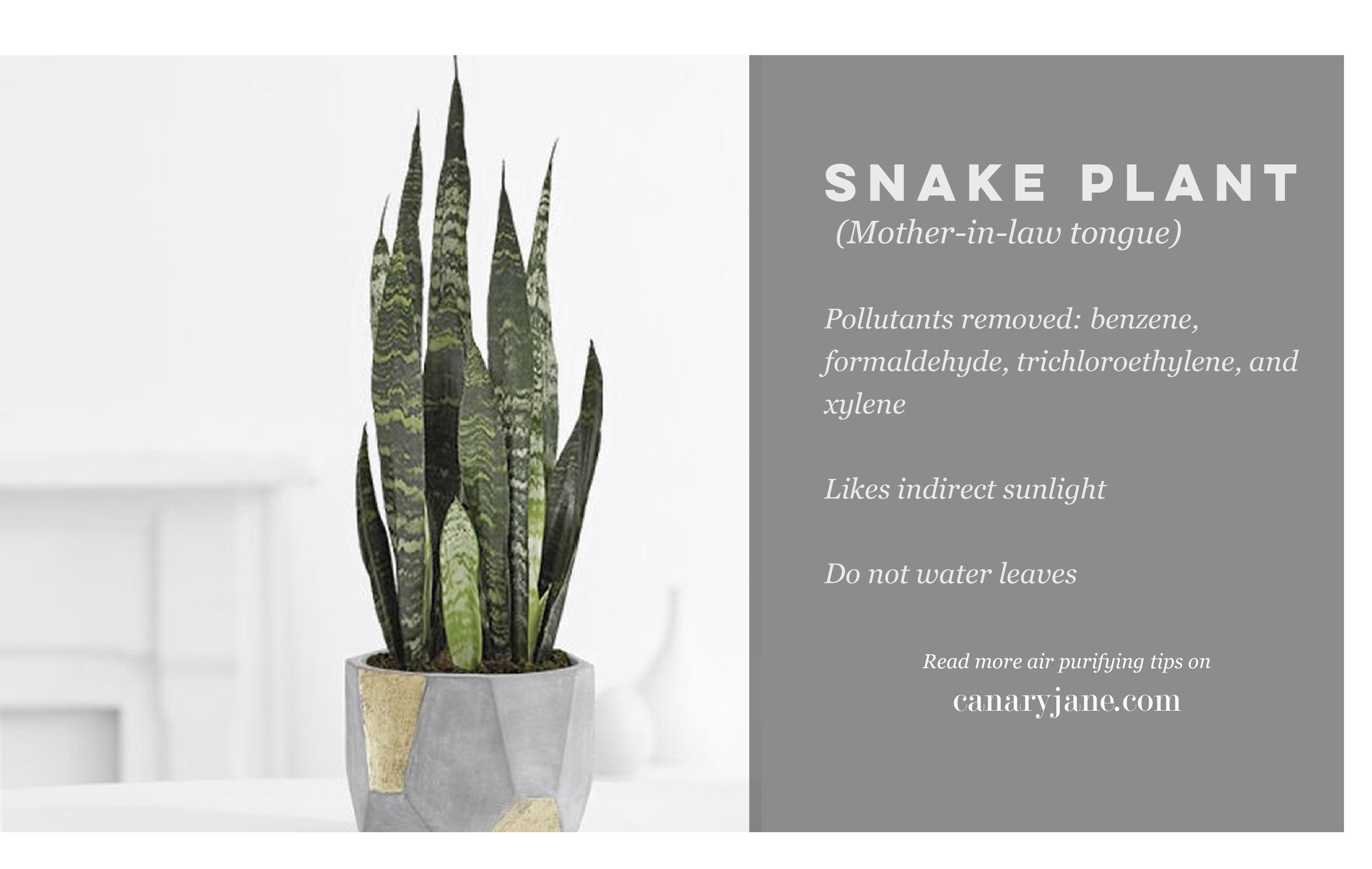 air purifying plants and other natural ways to purify the air 