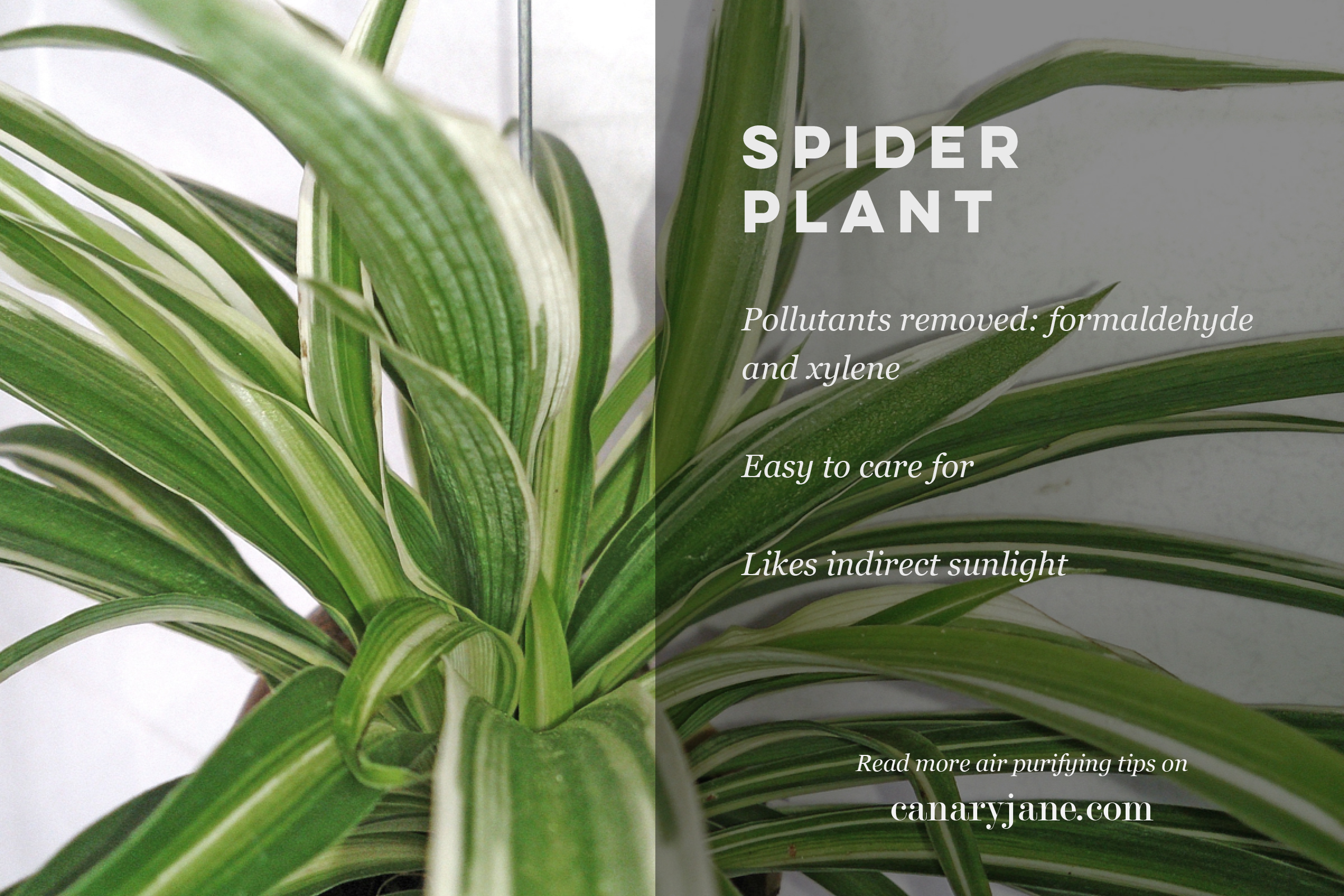air purifying plants and other natural ways to purify the air 