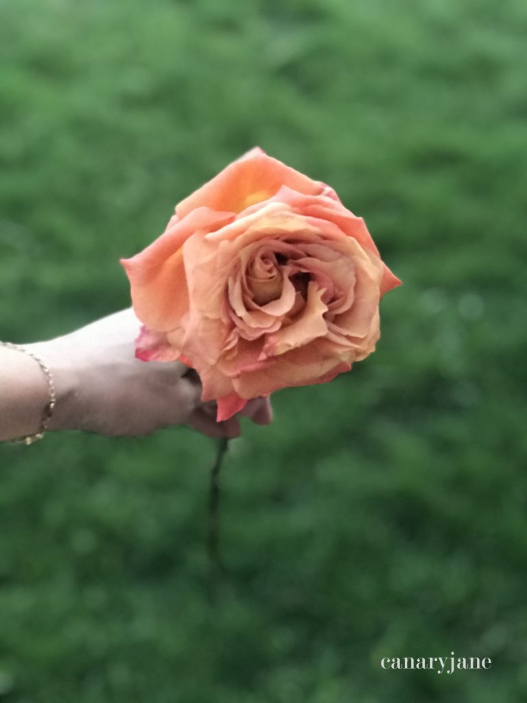 Its June and I have your free birth flower coloring page and background for you! With Covid and honoring the BLM movement on my instagram I got behind this month, so please forgive me. But here it is and before the end of the month! Print off these freebies today!