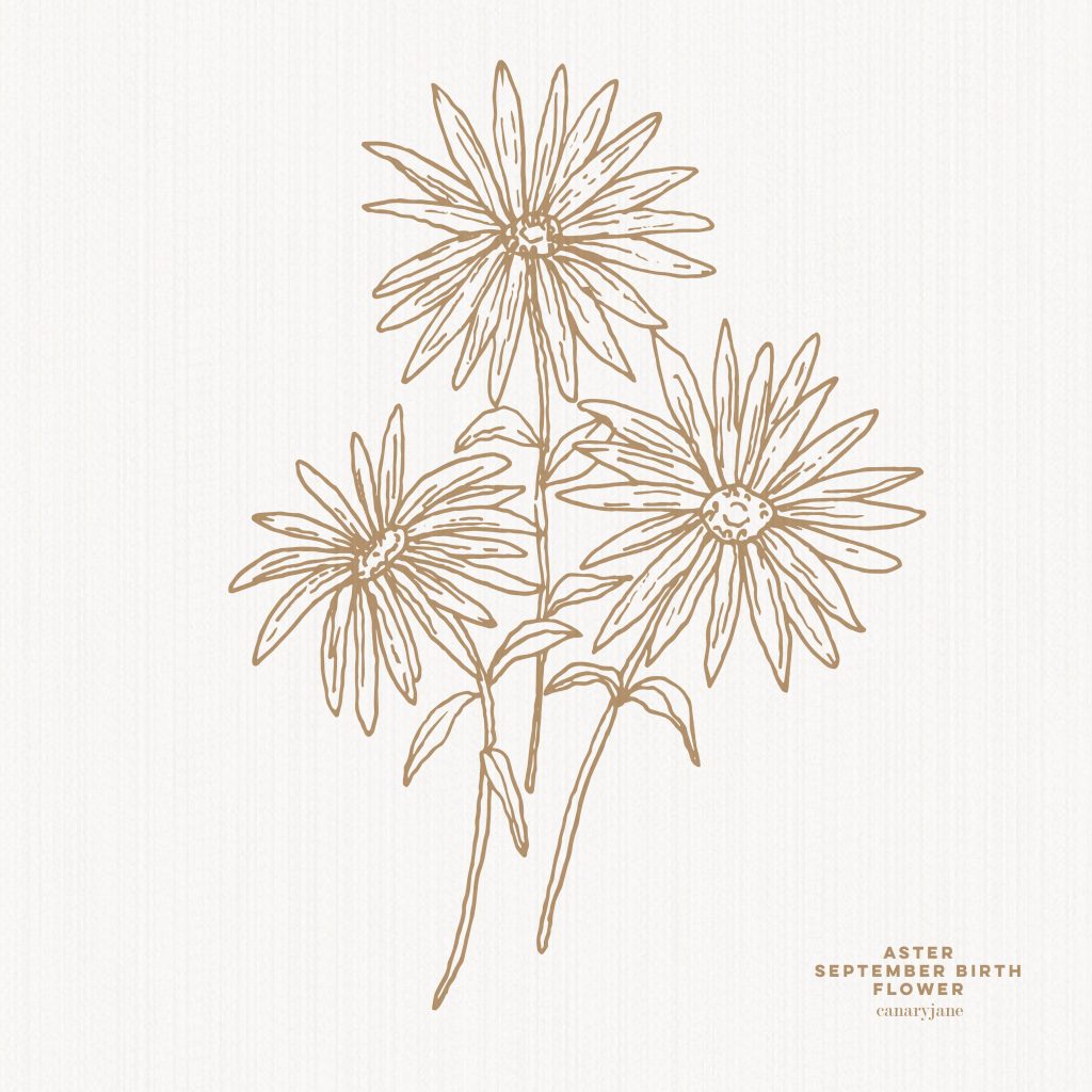 Grab this free printable and free download for the Aster September birth flower. You can put it as your phone background or color away.