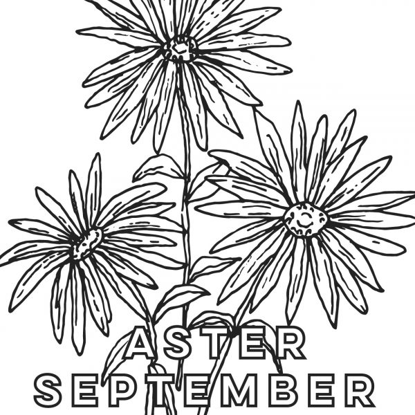 September Birth Flower: Aster Friday Free Printable