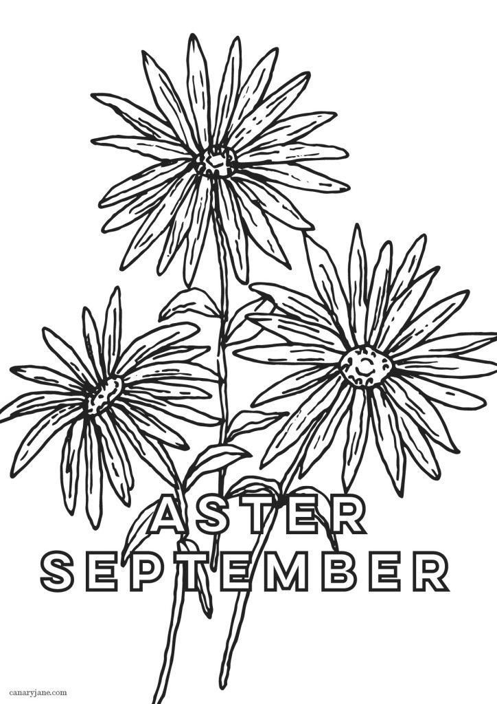 Grab this free printable and free download for the Aster September birth flower. You can put it as your phone background or color away.